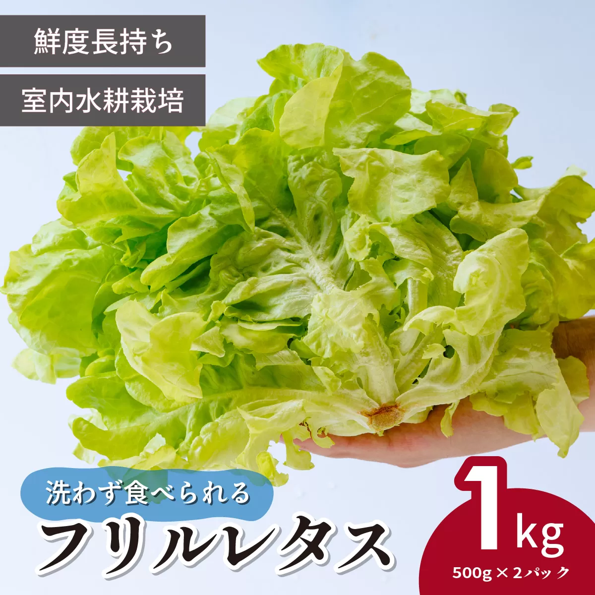 ＜洗わず食べられる・室内水耕栽培＞ フリルレタス お徳用 500g×2パック 1kg | レタス 減農薬 新鮮 洗わずに食べられる 新鮮レタス オーガニック野菜 室内栽培 清潔 野菜直送 フレッシュ サラダ用 健康志向 フレッシュ 産地直送 緑黄色野菜 埼玉県 東松山市