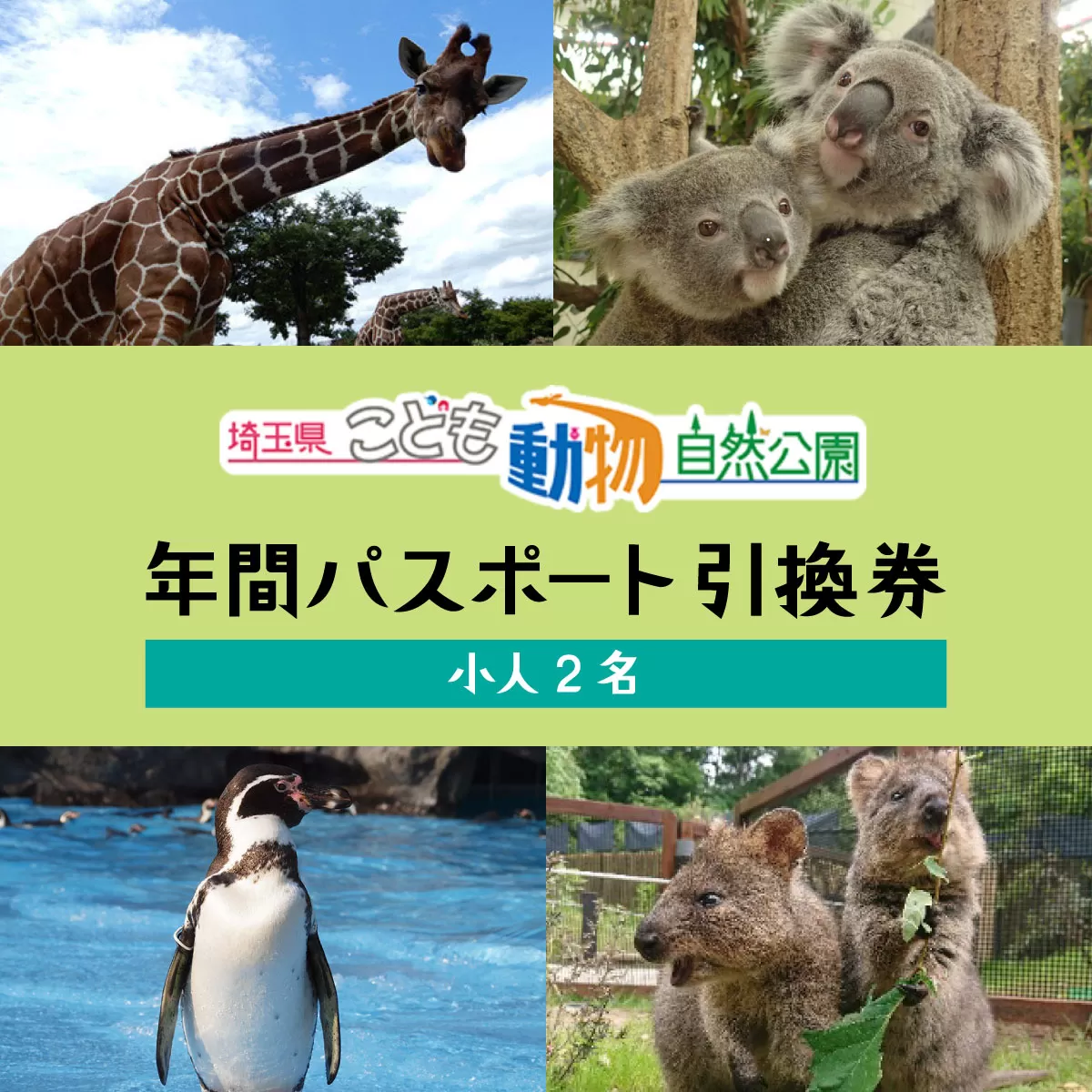 埼玉県こども動物自然公園 年間パスポート引換券 小人2名 | 動物園 年パス 子ども こども 子供 家族 家族 ファミリー コアラ クオッカ カンガルー ペンギン 自然体験 幼児 小学生 家族で楽しむ 子供向け 年間利用可能 季節 イベント アウトドア アクティビティ 学びの場 入場券 遊び場 日帰り 埼玉県 東松山市