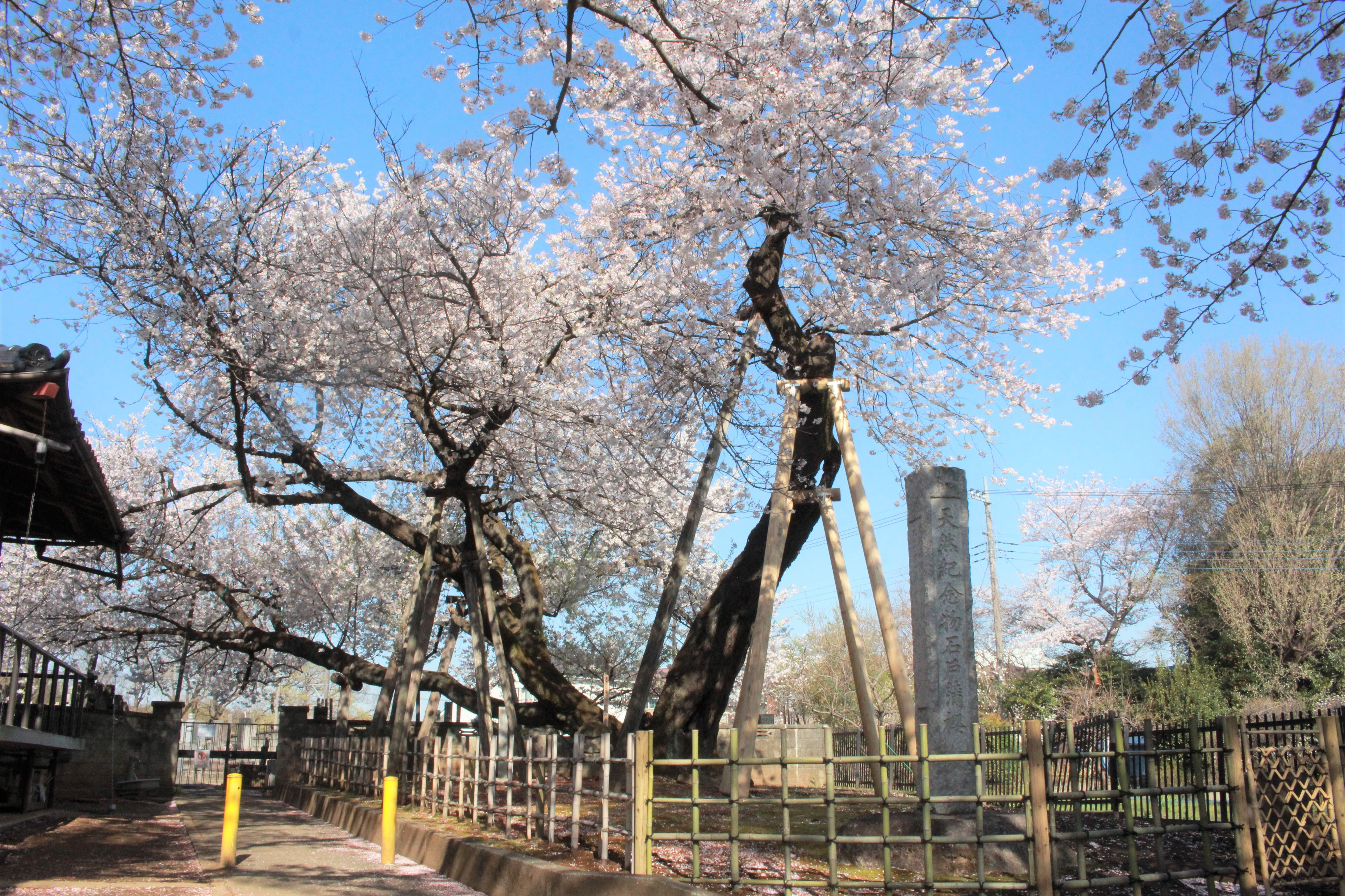 日本五大桜 石戸蒲ザクラ