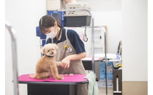 トリミング＆写真撮影利用補助券 6000円分【 犬 猫 ドッグ キャット ねこちゃん わんちゃん ワンちゃん ペットトリミング チケット  】｜北本市｜埼玉県｜返礼品をさがす｜まいふる by AEON CARD