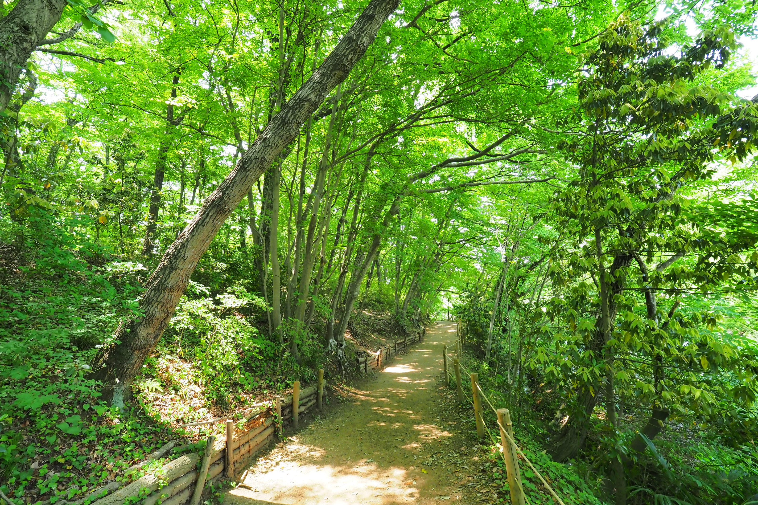 埼玉県初！森林セラピー基地に認定