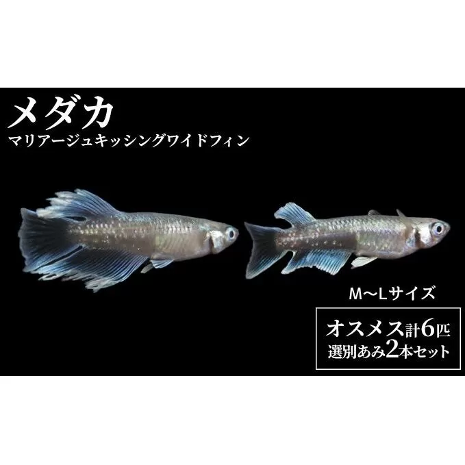 マリアージュキッシングワイドフィン　M～Lサイズ前後４匹（２ペア）+２匹　選別あみ２本セット