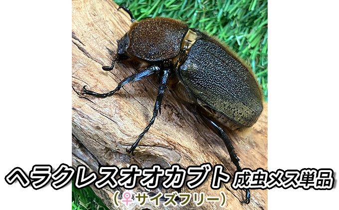 ヘラクレスオオカブト成虫メス単品（♀サイズフリー）【 生き物 昆虫 男の子 子供 飼育観察 自由研究 自然 環境 学習 孫 プレゼント 学び  】｜千葉市｜千葉県｜返礼品をさがす｜まいふる by AEON CARD