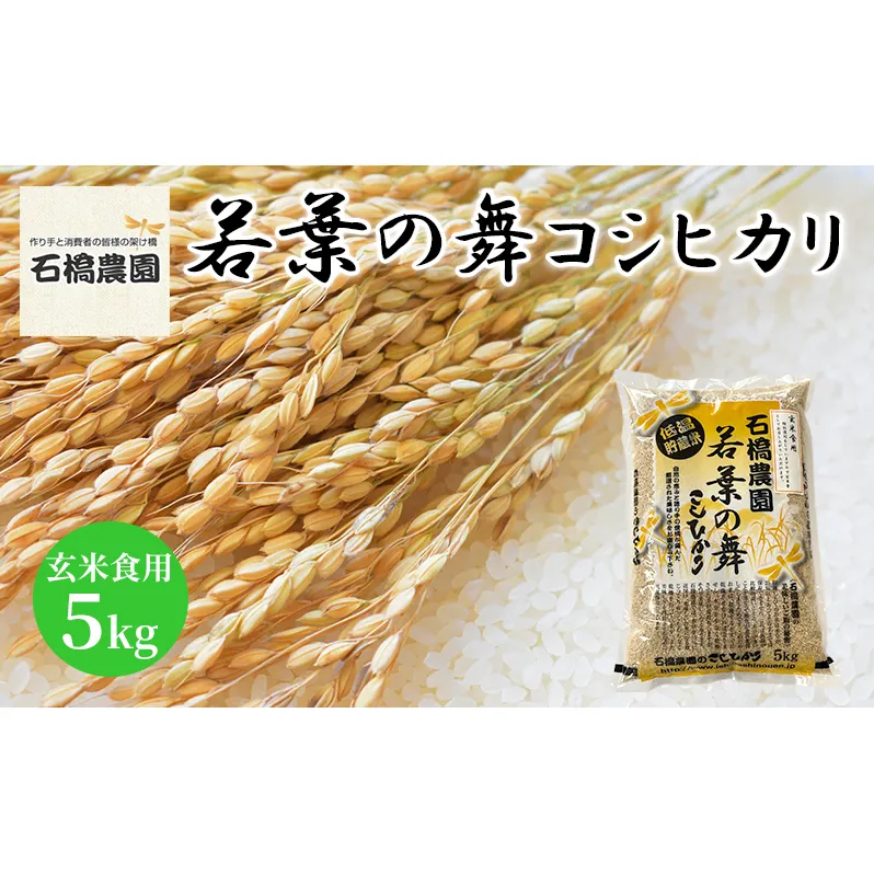 米 若葉の舞 コシヒカリ 玄米食用5kg こしひかり お米 玄米 千葉 千葉県 低温保存