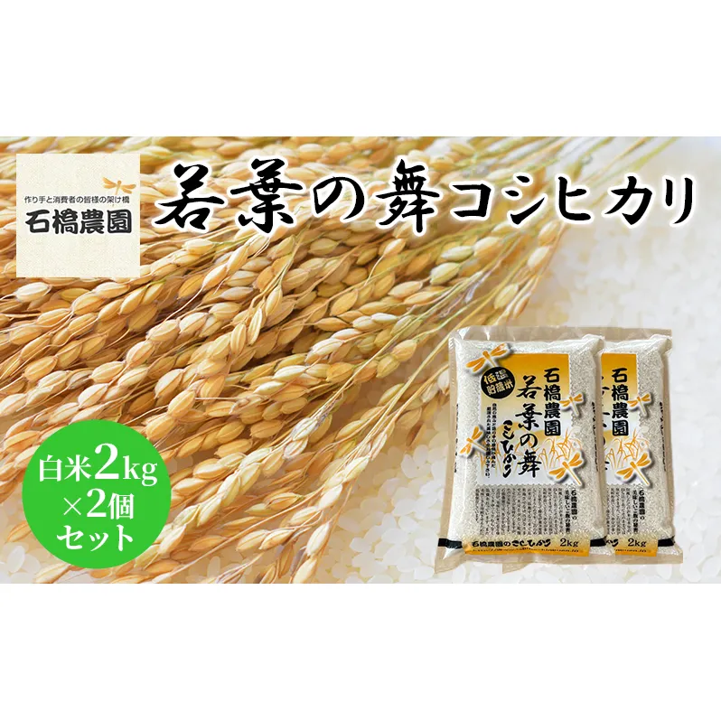 米 若葉の舞 コシヒカリ 白米2kg×2個セット こしひかり セット お米 白米 精米 千葉 千葉県 低温保存