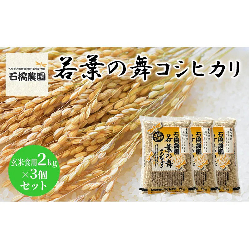 米 若葉の舞 コシヒカリ 玄米食用2kg×3個セット こしひかり セット お米 玄米 千葉 千葉県 低温保存