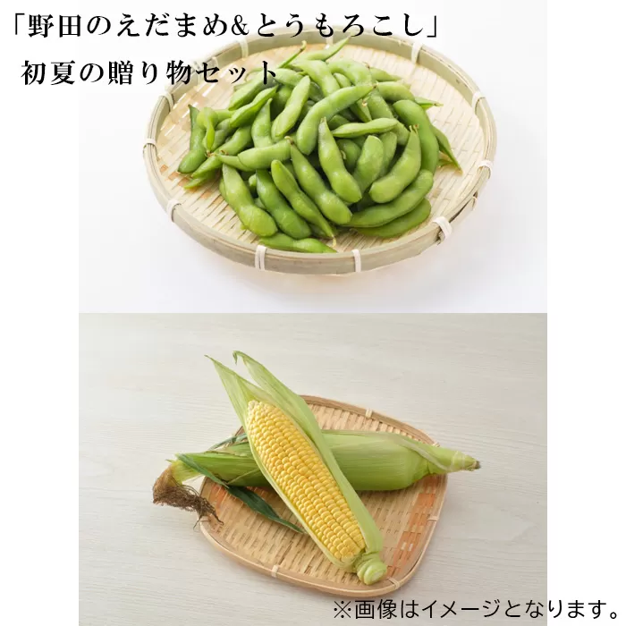 No.243 「野田のえだまめ&とうもろこし」初夏の贈り物セット