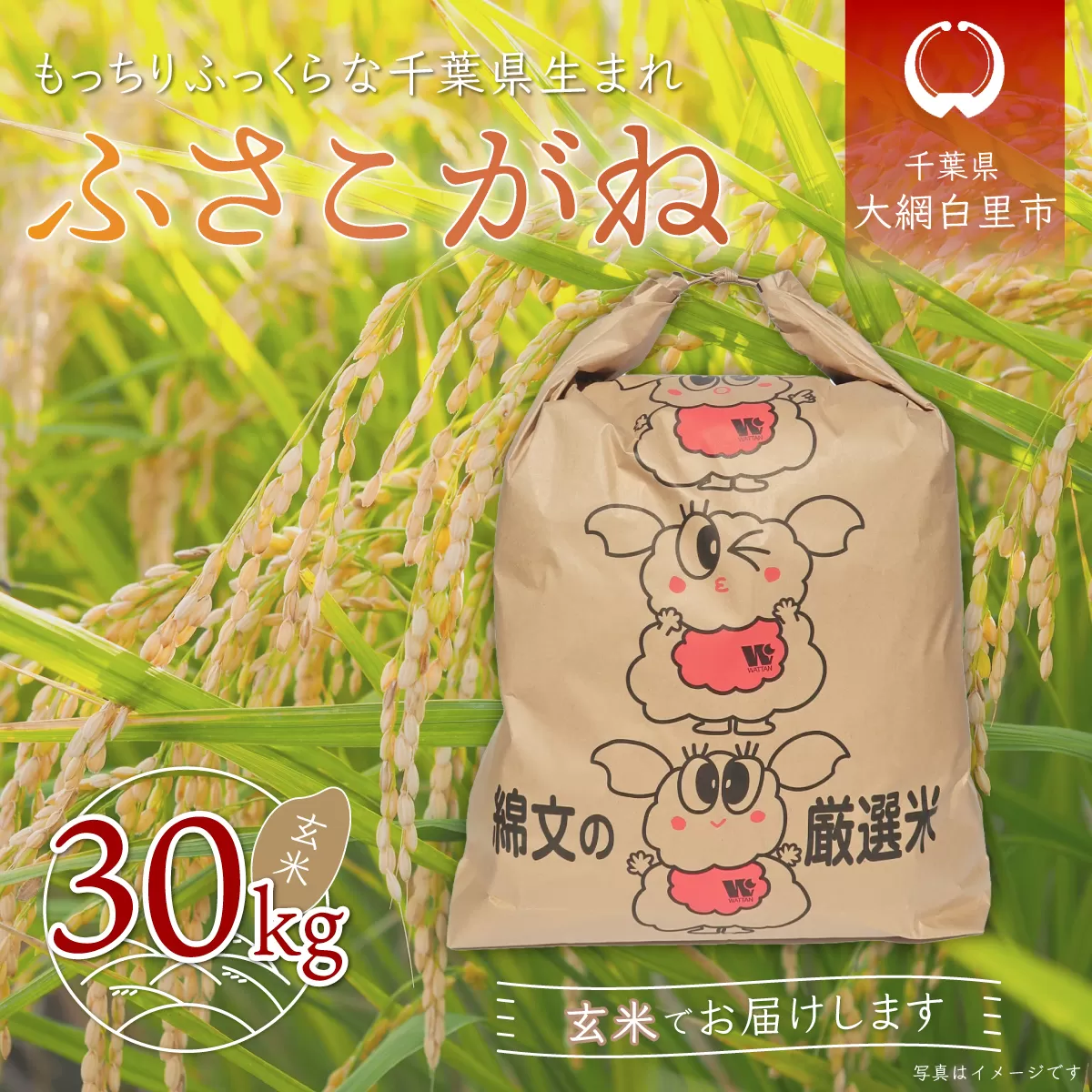 【新米】令和6年産 千葉県産「ふさこがね」玄米30kg（30kg×1袋） A013