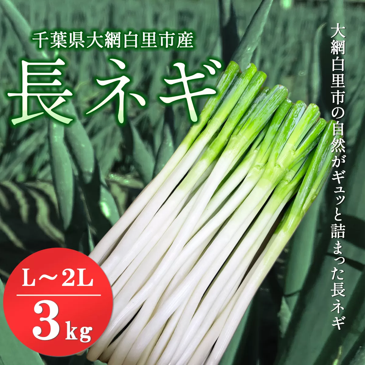 【先行予約12月発送】千葉県大網白里市産　長ネギ　L～2Lサイズ　3㎏（約18本～27本）AV002