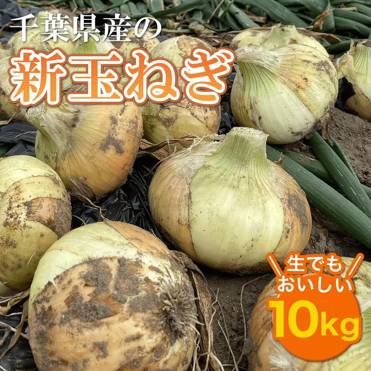 【先行受付】千葉県産 新玉ねぎ10kg 生でもおいしい！【令和7年5月上旬から順次発送】 玉ネギ たまねぎ タマネギ 玉葱 新玉ねぎ 野菜 千葉県 大網白里市 送料無料 AD001