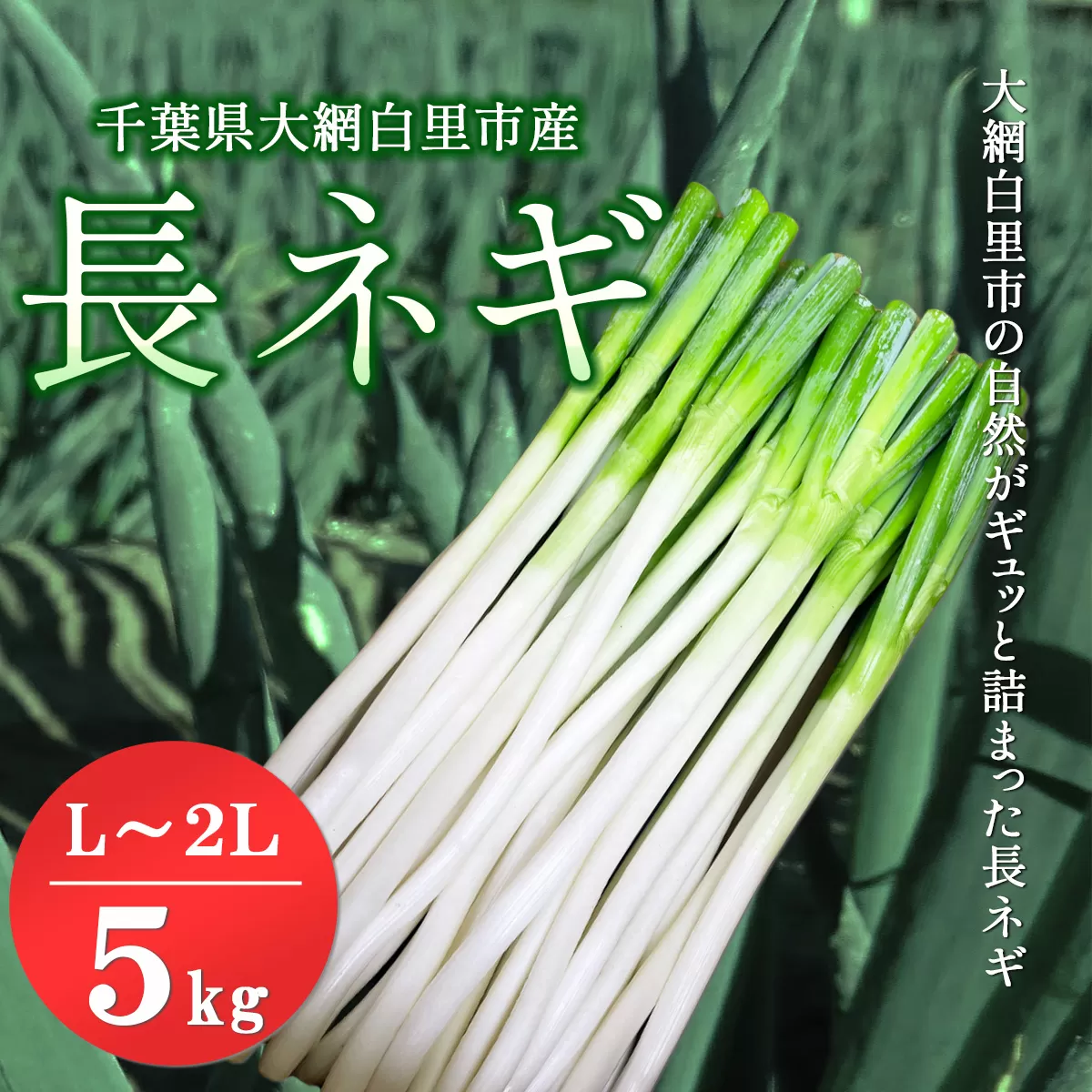 【先行予約12月発送】千葉県大網白里市産　長ネギ　L～2Lサイズ　5㎏（約30本～45本） AV001