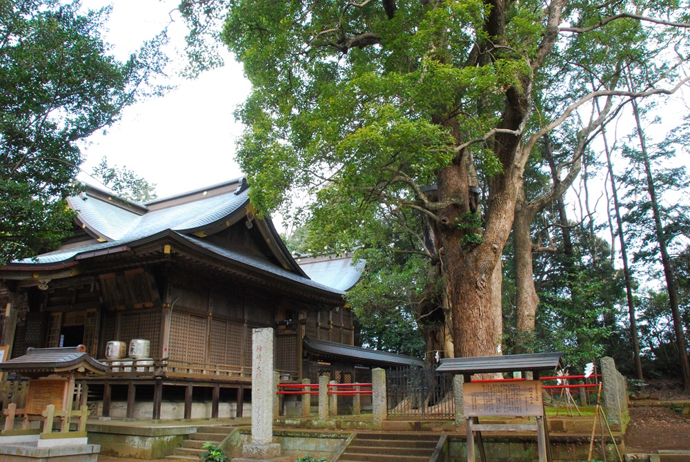 神崎神社となんじゃもんじゃの木