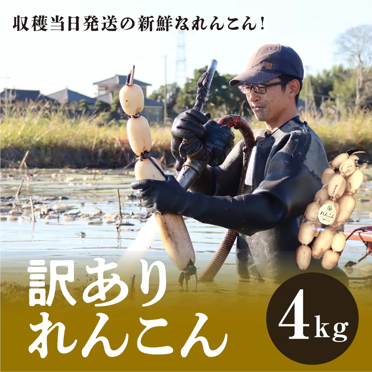 千葉県れんこん部門注文数最上位達成！【訳あり】無選別 神崎町ふるさと れんこん（4kg）[013-a002]【千葉県神崎町ふるさと納税】