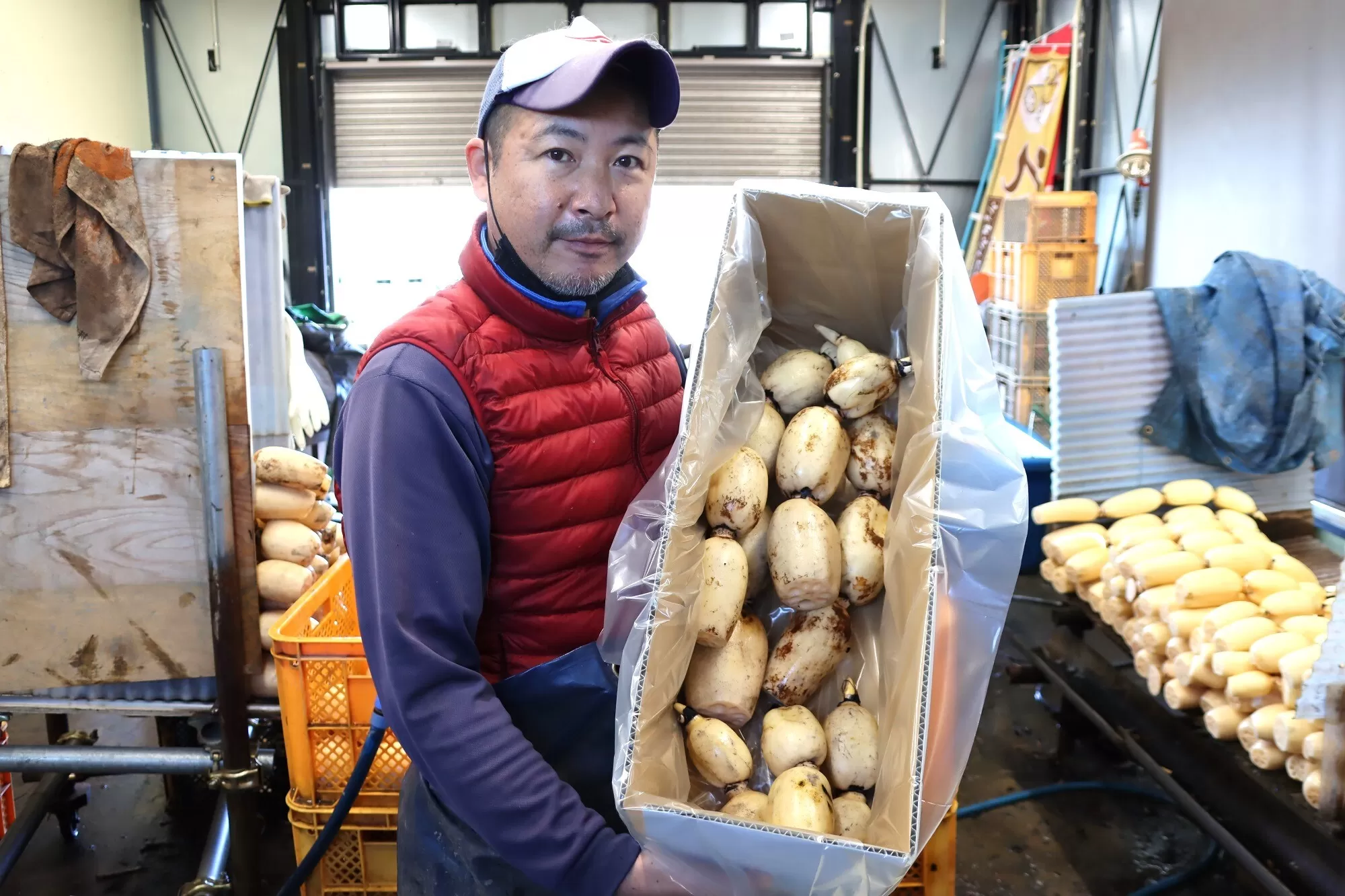 千葉県れんこん部門注文数最上位達成！【訳あり】無選別 神崎町ふるさと れんこん（1.5～2kg）[013-a008]【千葉県神崎町ふるさと納税】