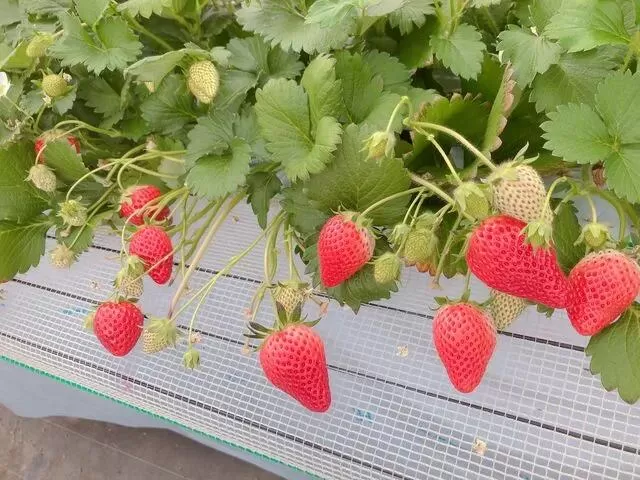 いちご狩り参加券[010-a009][千葉県神崎町ふるさと納税]