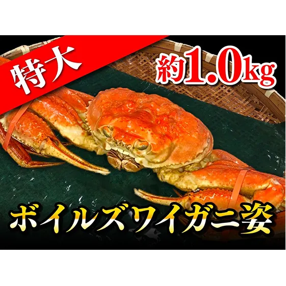 特大ボイルズワイガニ姿　約1.0kg