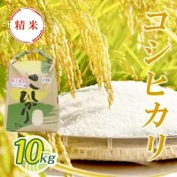 【新米】令和6年産 令和5年産  コシヒカリ精米 10kg T01530 