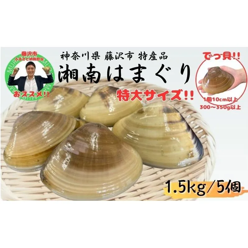 湘南はまぐり 1.5kg 冷凍 焼き蛤 酒蒸し お吸い物 炊き込みご飯 パスタ 江の島 江ノ島 A1