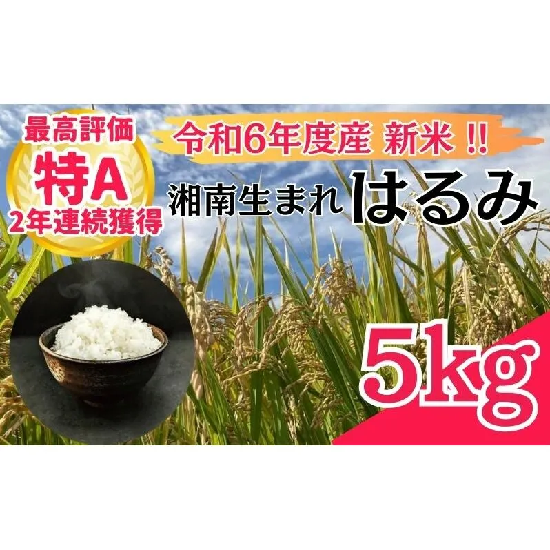 米 2年連続特Aランク 米 湘南生まれ 【 はるみ 】 5kg 令和6年度産新米 10月以降順次発送 お米 白米 新米 精米 はるみ ブランド米 特A 神奈川 藤沢 A1