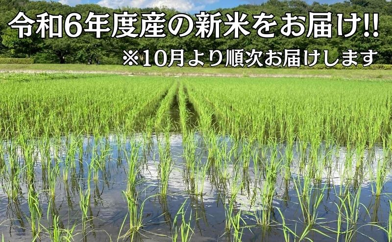 米 2年連続特Aランク 米 湘南生まれ 【 はるみ 】 5kg 令和6年度産新米 10月以降順次発送 お米 白米 新米 精米 はるみ ブランド米 特A  神奈川 藤沢 A1｜藤沢市｜神奈川県｜返礼品をさがす｜まいふる by AEON CARD