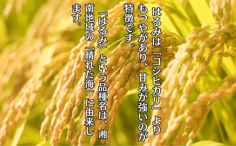 米 2年連続特Aランク 米 湘南生まれ 【 はるみ 】 5kg 令和6年度産新米 10月以降順次発送 お米 白米 新米 精米 はるみ ブランド米 特A  神奈川 藤沢 A1｜藤沢市｜神奈川県｜返礼品をさがす｜まいふる by AEON CARD