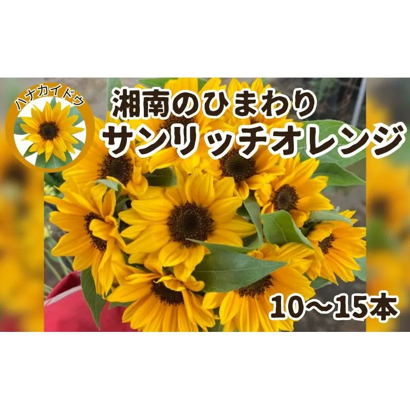 花 湘南のヒマワリ 切り花用 サンリッチオレンジ 10～15本 お花 フラワー 切花 生花 ひまわり 向日葵 植物 花束 家庭用 プレゼント 神奈川 藤沢