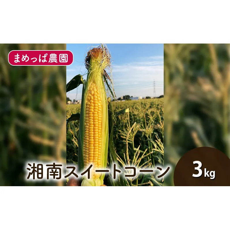 【2025年6月発送】湘南スイートコーン 3kg とうもろこし トウモロコシ 採れたて 国産 野菜 藤沢市 神奈川