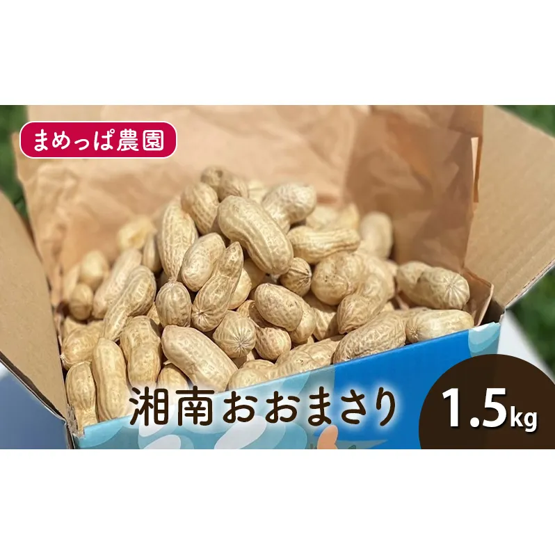 【2025年9月以降発送】湘南おおまさり 1.5kg 生落花生 採れたて ゆで落花生用 ピーナッツ おつまみ 藤沢市 神奈川