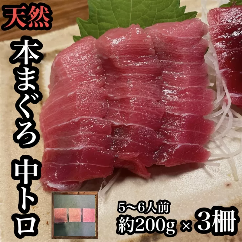 貴重な天然本鮪 中トロ 約200g 3柵　5〜6人前●くどくない上質な脂が美味しい！【とろ マグロ 惣菜 海鮮 お取り寄せ 御中元 お中元 お歳暮 父の日 母の日 贈り物 日本酒 焼酎】【神奈川県小田原市早川】