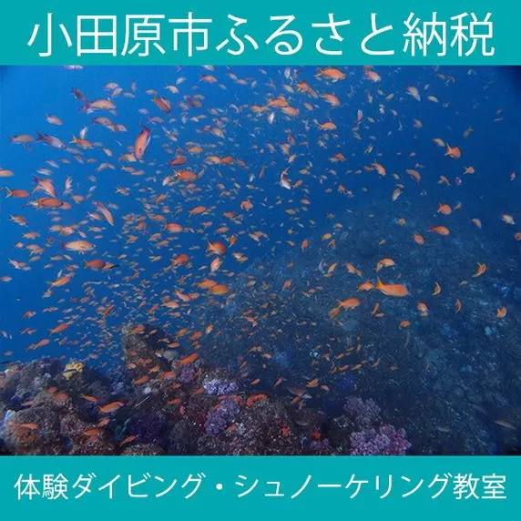 海の中をのぞいてみよう！体験ダイビング・シュノーケリング教室