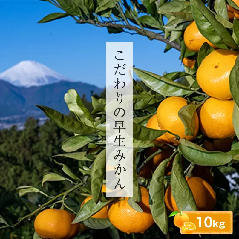 ＜品種厳選＞こだわりの早生みかん　10キロ＜2024年10月1日出荷開始～2024年12月10日出荷終了＞【 みかん 神奈川県 小田原市 】