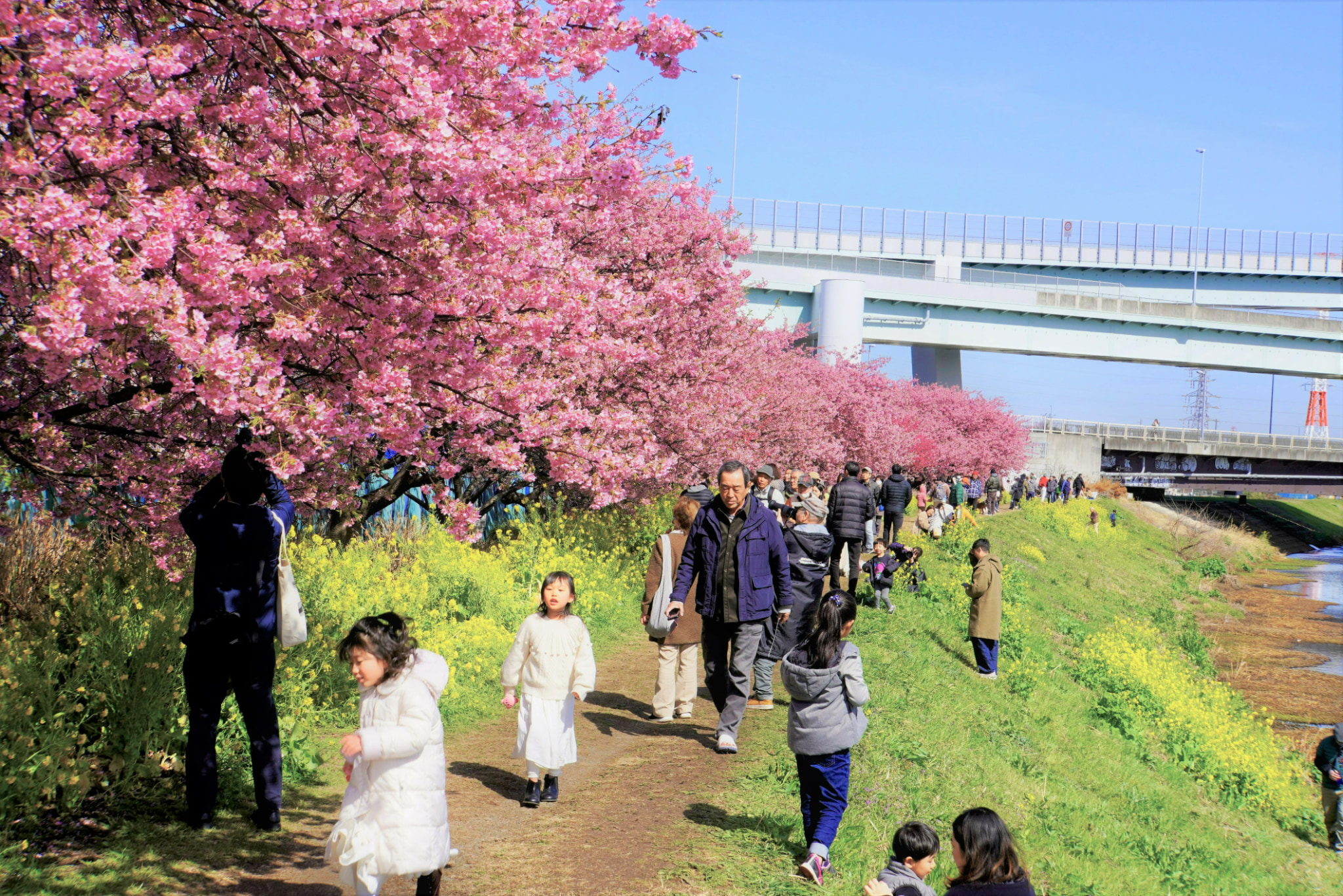 小出川桜まつり