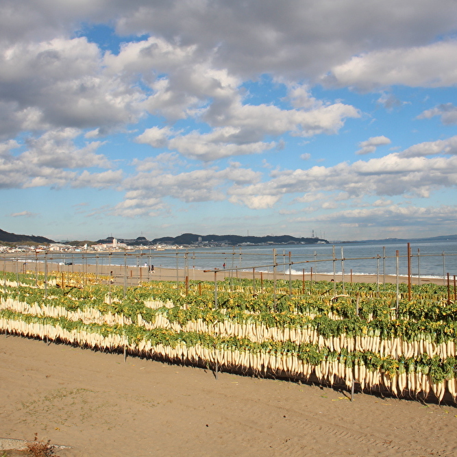 神奈川県三浦市