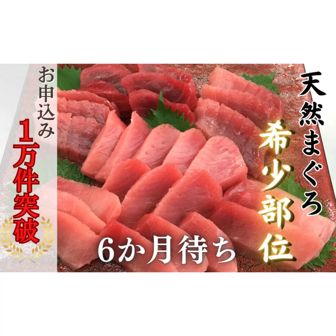 本物の味をお届け！厳選！天然三崎まぐろ【希少部位】背トロ＆中トロ・赤身