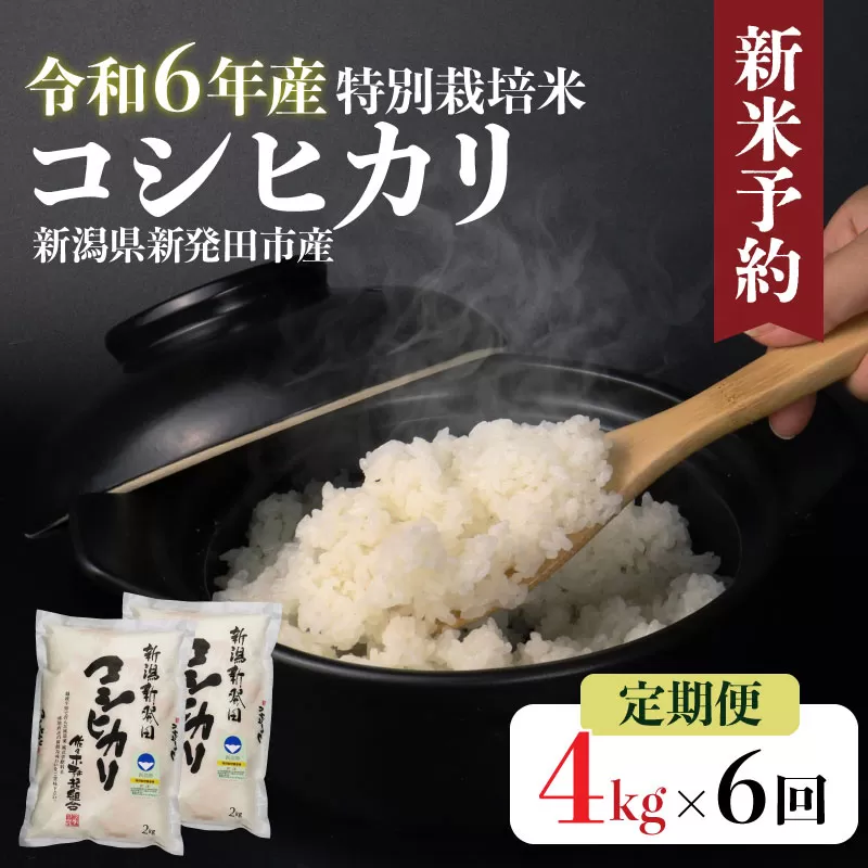 【定期便】 令和6年産 特別栽培米 コシヒカリ 2kg×2袋×6ヵ月 【 新潟県 新潟産 新発田産 米 コシヒカリ 佐々木耕起組合 2kg 6ヵ月 定期便 特別栽培米 D19_001 】