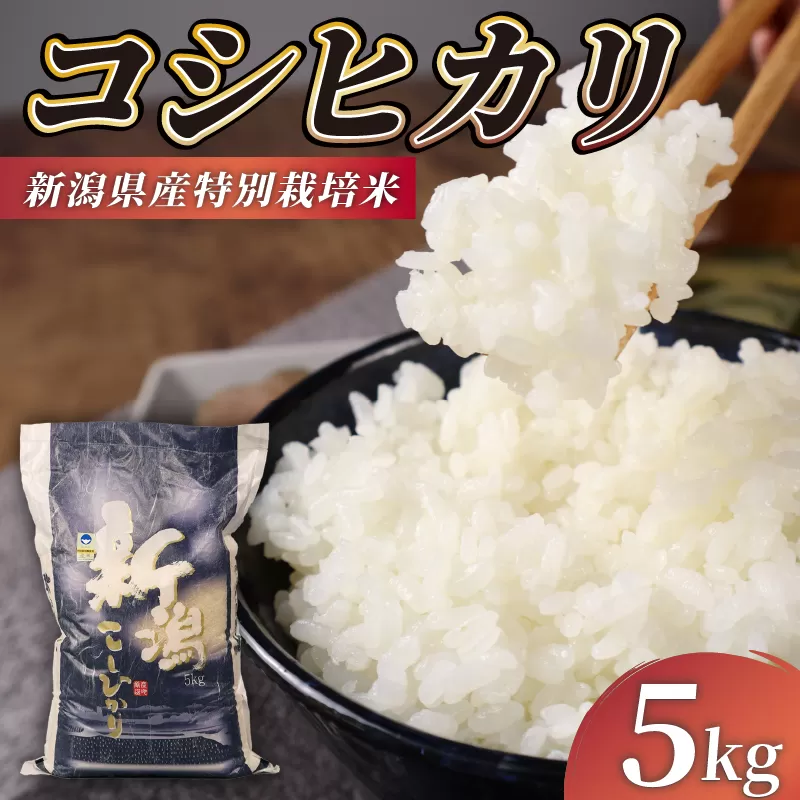 【先行予約】令和6年産 新潟県産コシヒカリ 5kg 特別栽培米コシヒカリ【 令和6年産 先行予約 新潟県 新発田市 米 お米 コシヒカリ 5kg コンテスト 入賞 玄米 D71_Y 】