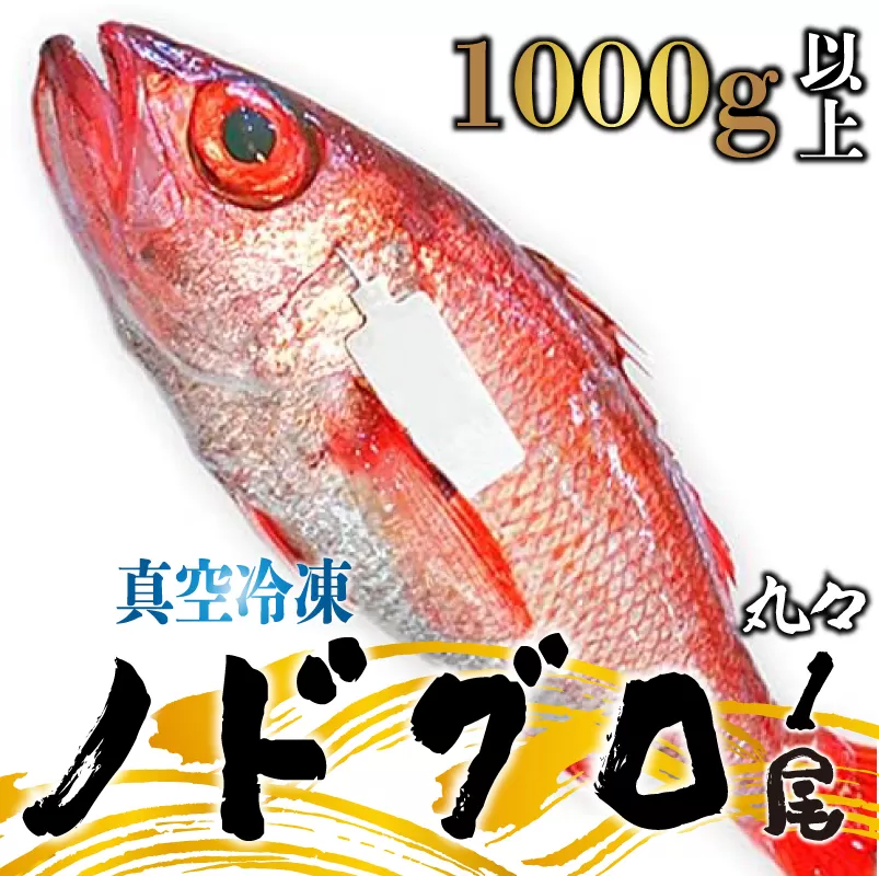 ノドグロ  約1000g以上 1尾 1kg 新潟 日本海産 高級魚 新発田 アカムツ 新鮮 真空 急速冷凍 冷凍 魚介類 推し 日本海 新潟産 国産 uomizushima009