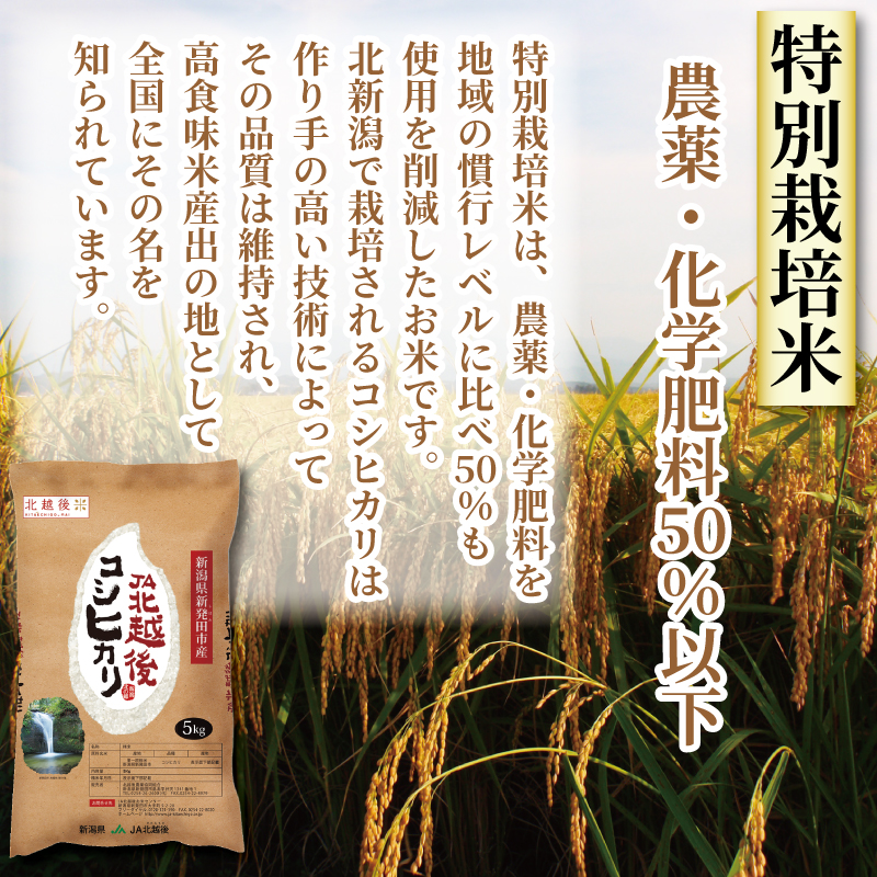 令和5年産 JA北新潟コシヒカリ 特別栽培米 5kg×2袋 【 新潟県産 新発田産 米 コシヒカリ JA北新潟 特別栽培米 5kg 2袋 D04  】｜新発田市｜新潟県｜返礼品をさがす｜まいふる by AEON CARD