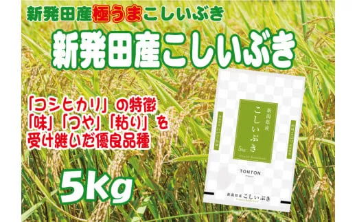 令和5年産 新潟県産こしいぶき 5kg 【 新潟県 新潟産 新潟米 新発田産 新発田 お米 米 こしいぶき とんとん市場 せいだ 5kg 数量限定 玄米 D85 】