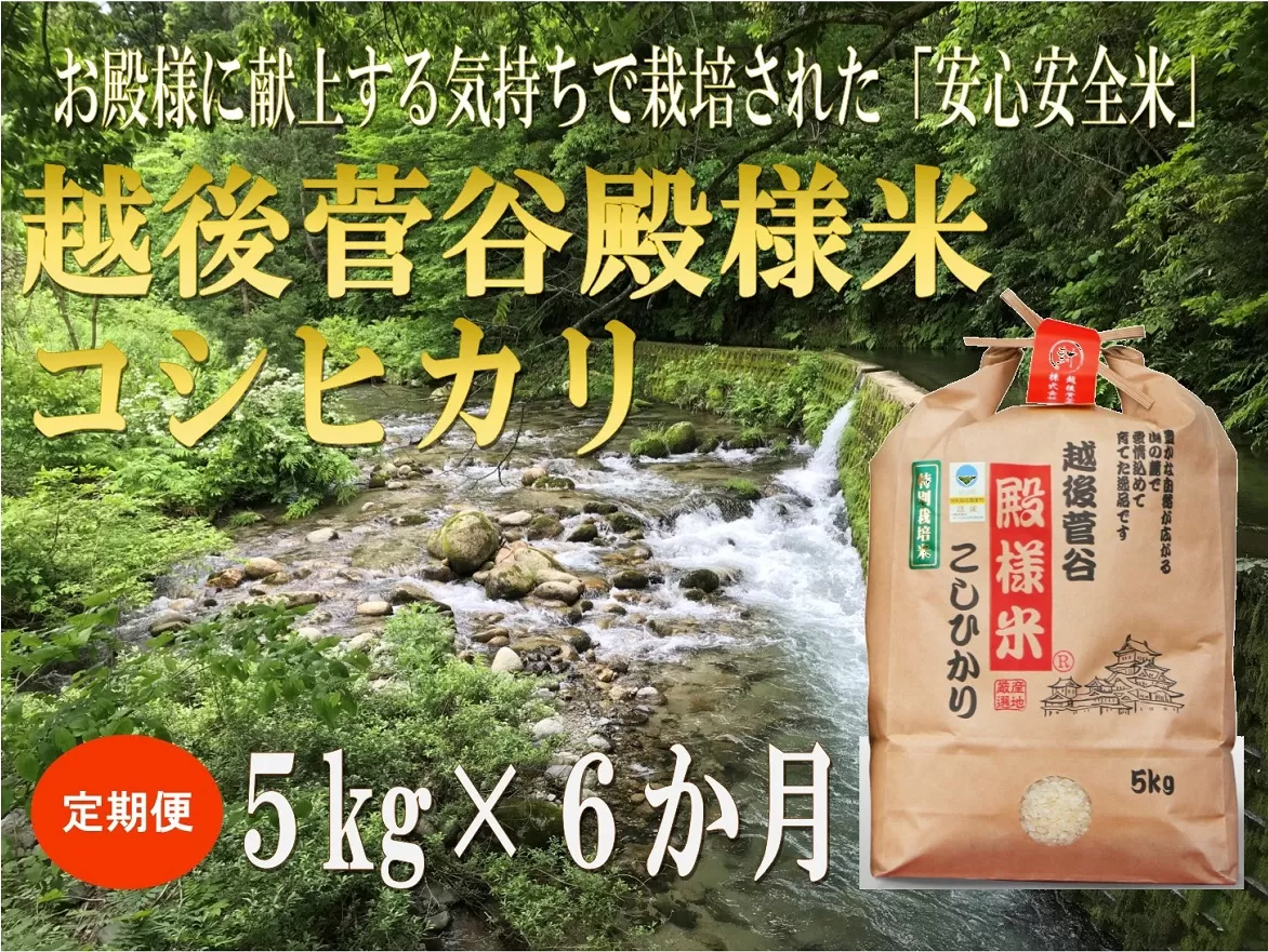 【定期便】令和6年産 新潟県産 越後菅谷殿様米 5㎏×6ヵ月【 新潟県 新潟産 新発田産 米 コシヒカリ 特別栽培米 越後菅谷米販売 5kg 6ヵ月 定期便  殿様 数量限定  】D16_02