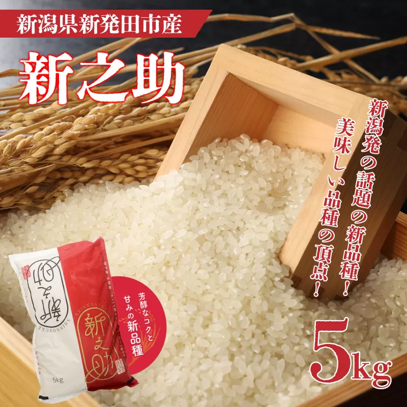 令和6年産 新之助 5kg  新米 お米 ご飯 白米 精米【 新潟 新潟県 米 5kg 1袋 新之助 新発田産 】