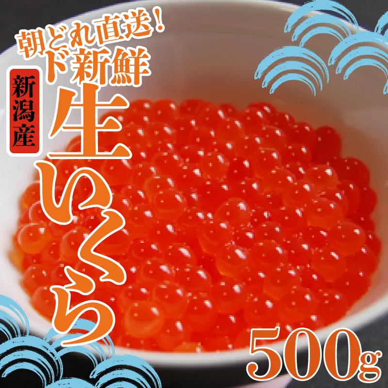 令和6年産 生イクラ 500g 【 いくら 鮭 生いくら 海鮮 鮮魚 朝どれ 朝採れ とれたて 国産 新潟県産 お正月 おせち 年末 年始 贈答 予約 いくら J50 】