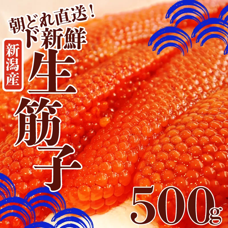 令和6年産 生筋子 500g【 いくら 鮭 生いくら 海鮮 鮮魚 朝どれ 朝採れ とれたて 国産 新潟県産 お正月 おせち 年末 年始 贈答 予約 いくら はらこ 筋子 J51 】