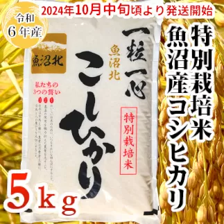 11P297G 【令和6年産】特別栽培米 魚沼産コシヒカリ 5kg（(有)グリーン）白米 魚沼 米