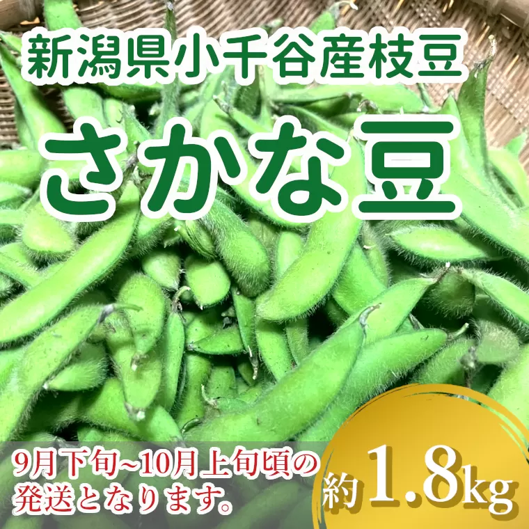 10P291 ＜先行予約＞小千谷産枝豆（品種:さかな豆）約1.8kg （9月下旬～10月上旬頃に発送予定）冷蔵 枝豆 野菜 つまみ おつまみ えだまめ エダマメ 新潟