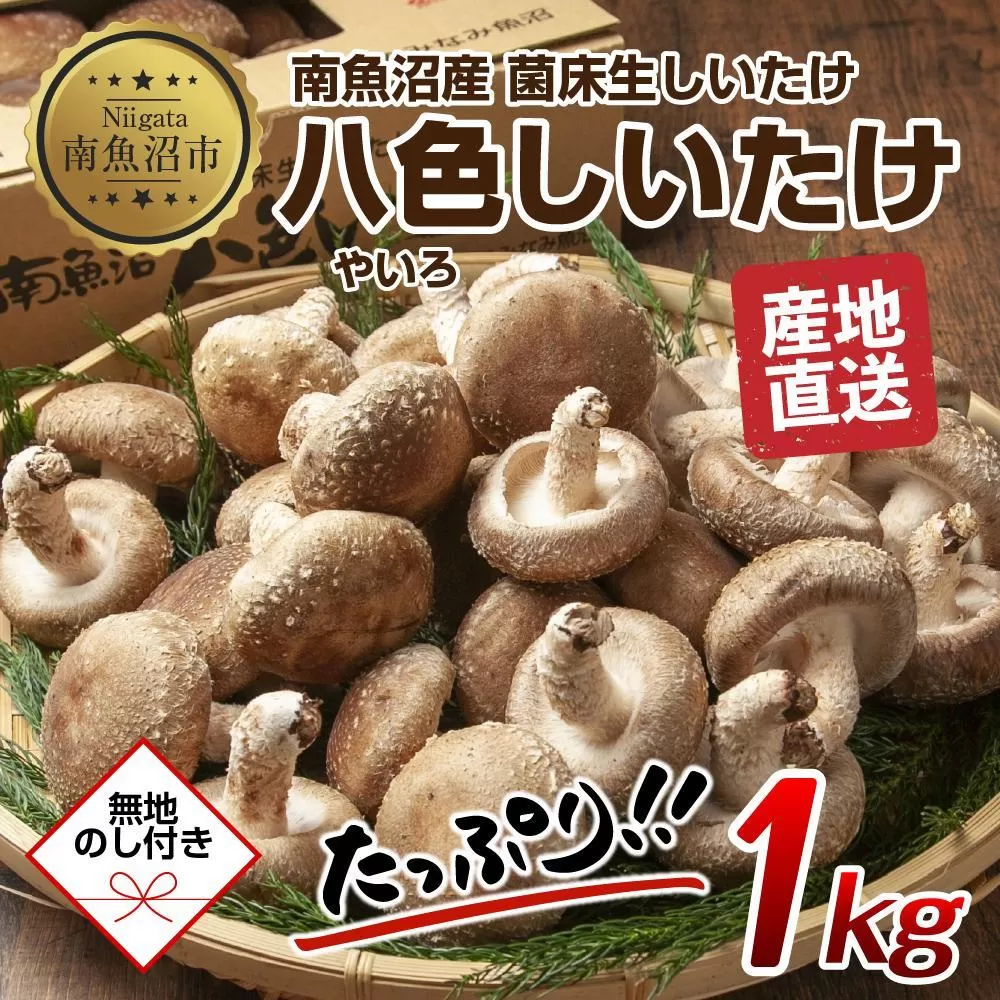 【無地のし】 南魚沼産 八色 しいたけ 1kg シイタケ 椎茸 生しいたけ きのこ キノコ 肉厚 越季 新潟県 南魚沼市