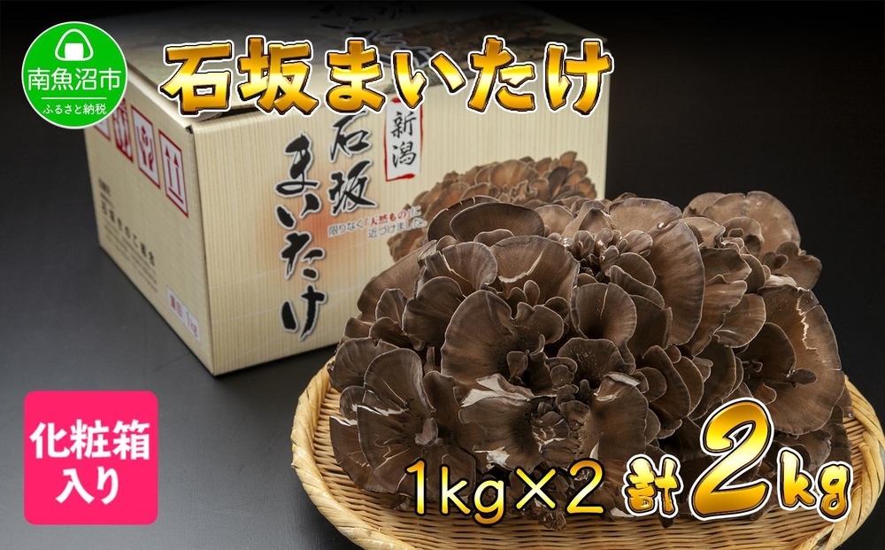 新潟県 南魚沼産 厳選 国産 石坂 高級 舞茸 まいたけ 産地直送 1kg ×2箱 計2kg 石坂きのこ｜南魚沼市｜新潟県｜返礼品をさがす｜まいふる  by AEON CARD