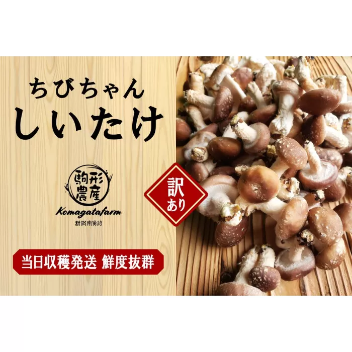 【訳あり】【当日収穫発送・鮮度◎】駒形農産のちびちゃん生しいたけ　1.9ｋｇ　椎茸　しいたけ　菌床椎茸　生椎茸　シイタケ　きのこ　キノコ　はねだし　アウトレット