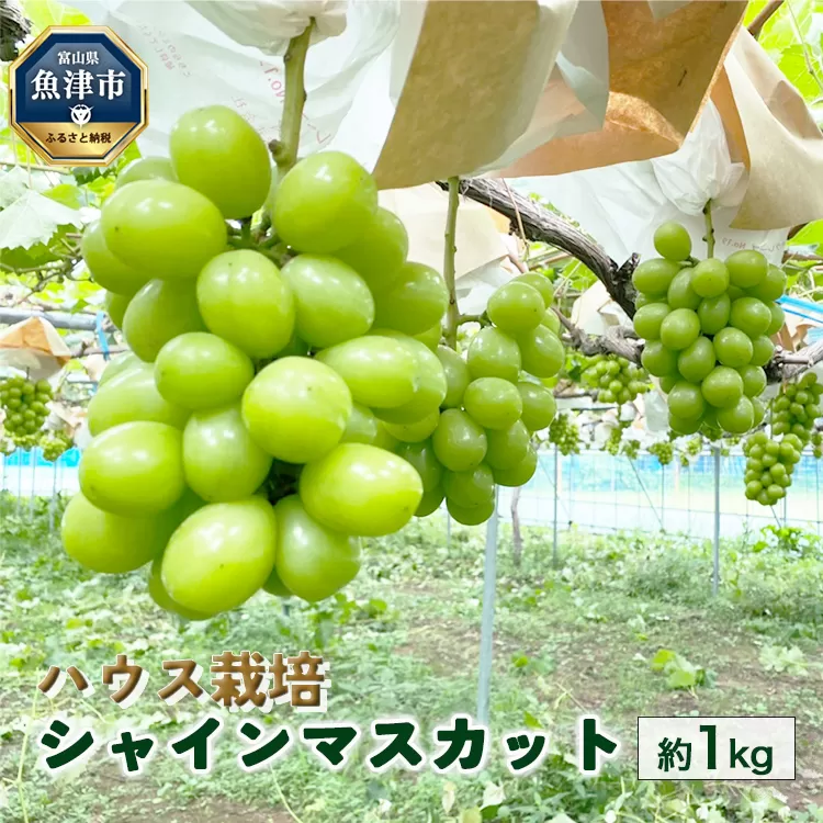 【早期予約】桃山ぶどう園のシャインマスカット約1kg（ハウス栽培）｜フルーツ 果物　※北海道・沖縄・離島への配送不可　※2024年9月中旬頃より順次発送予定