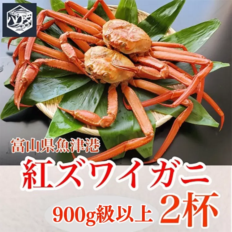 魚卸問屋のベニズワイガニ 900g級以上×2杯 はりたや ※2023年10月上旬〜2024年5月下旬頃に順次発送予定 ※北海道・沖縄・離島への配送不可◇